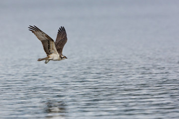 Osprey Flight