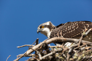 Osprey Adult