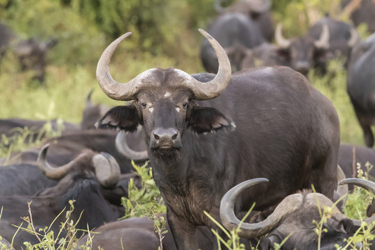 Herd of buffalo in Chobe National Park