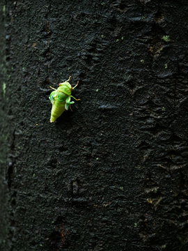 cicada eclosion in wild