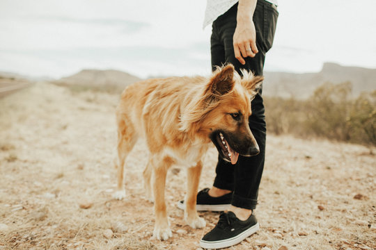 dog panting on the side of the road