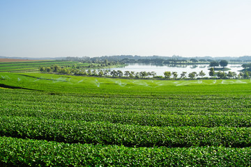 Fototapeta na wymiar Landscape of tea plantation, Green field