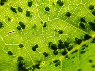 Unhealthy leaf as background