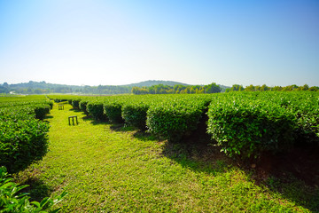 Landscape of tea plantation, Green field