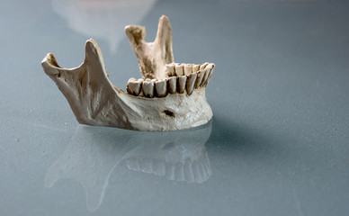 lower jaw human skull with reflection on the floor