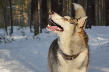 Siberian husky dog in the winter forest.
