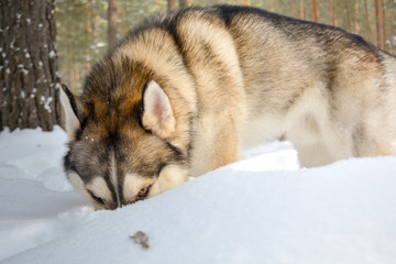 Siberian husky dog in the winter forest.