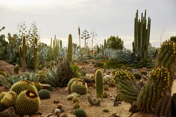 Cacti at a cactus farm
