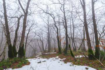 Spring nature landscape with melting snow and thawed patches in forest