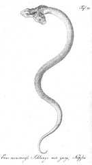 Illustration of a snake.