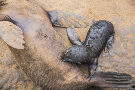 Seal Pup Feeding