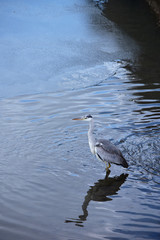 暗い川に立つアオサギ