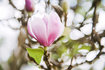 Magnolia pink blossom tree flowers Vintage tone.