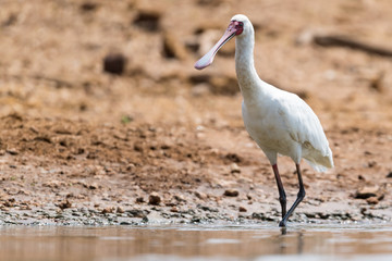 African Spoonbill