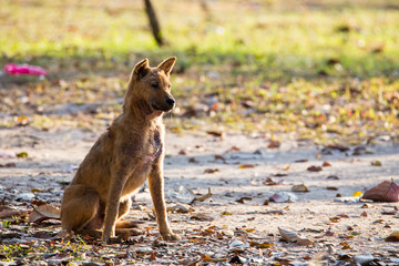 Homeless dog in the park