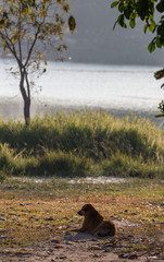 Homeless dog in the park