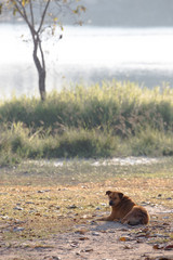 Homeless dog in the park