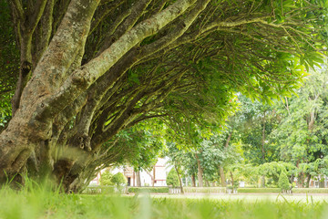 Landscape green forest nature background