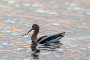 Avocet Sunset