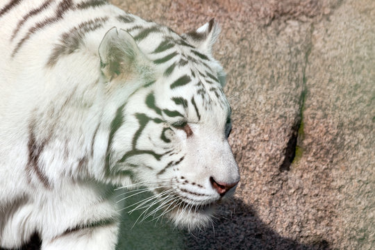  White tiger. View from side. Close up shot