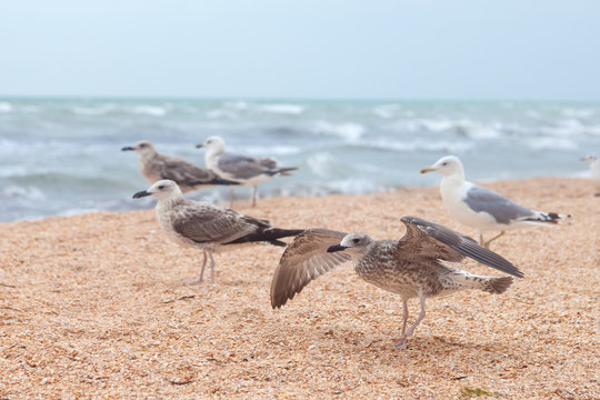 Group of attractive big seagulls on the beach
