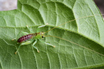 Image of cricket green on green leaves. Insect Animal.