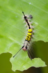Image of worm on a green leaf, A reptile that is common in nature Living under the ground Leaves and trees. Insect. Animal
