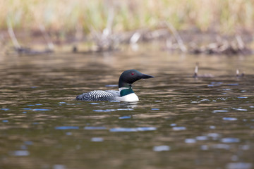 Loon waiting