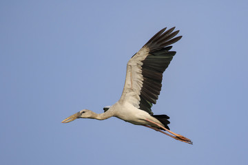 Image of an Asian openbill stork(Anastomus oscitans) flying in the sky. Bird, Wild Animals.