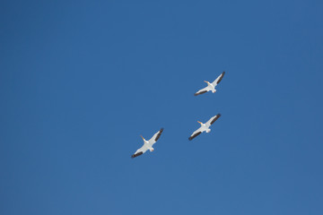 Fototapeta na wymiar Three Pelicans