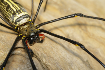 Image of Golden Long-jawed Orb-weaver Spider(Nephila pilipes) on tree. Insect. Animal