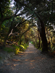 Path in the Woods at Sunset