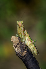 Image of flower mantis(Creobroter gemmatus) on dry branches. Insect. Animal.