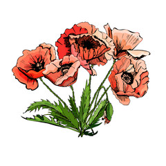 Hand drawn colored  sketch with poppy flowers isolated on white background. Decorative composition.