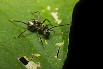 Image of ant (Polyrhachis dives) on green leaf. Insect. Animal.