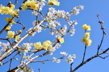 満開のロウバイと桜、背景イメージ素材