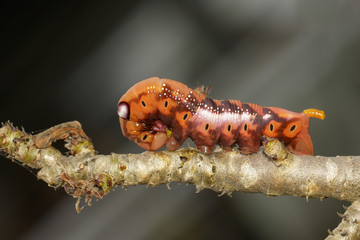 Image of Caterpillar Oleander Hawk-moth (Daphnis nerii) on tree branch. Worm. Insect. Animal.