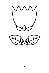flower tulip stem petals decoration vector illustration thin line