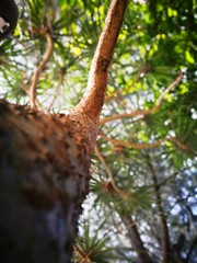 Stunning tropical forests trees Thai beach coastlines