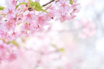 Crédence de cuisine en verre imprimé Fleur de cerisier Fleurs de cerisier Fleurs de cerisier Kawazu