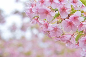 桜の花　河津桜


