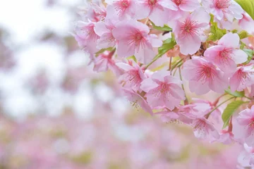 Stickers pour porte Fleur de cerisier 桜の花　河津桜      