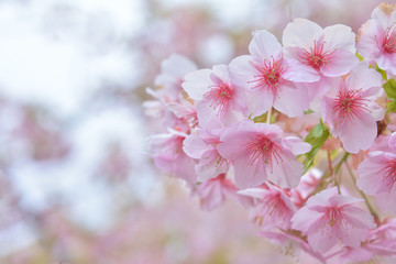 桜の花　河津桜


