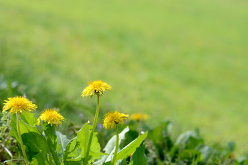 たんぽぽ　野原
