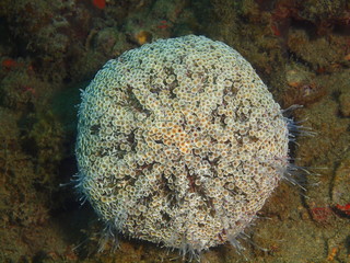 Sea urchin