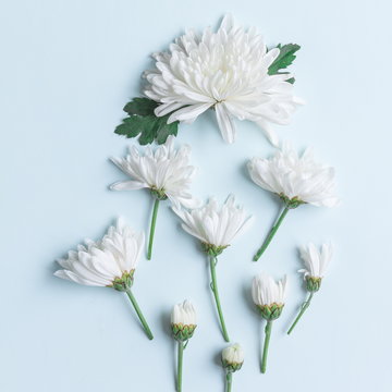 white chrysanthemum on blue background with copy space for text in top view