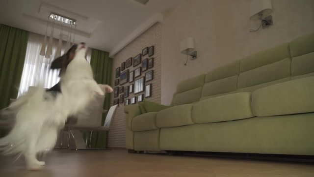 Dog Papillon walks on its hind legs and dances in living room stock footage video