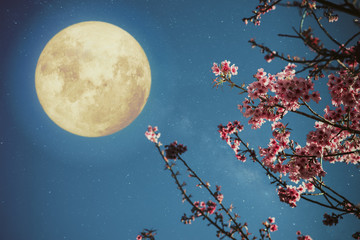 Romantic night scene - Beautiful cherry blossom (sakura flowers) in night skies with full moon.  -...
