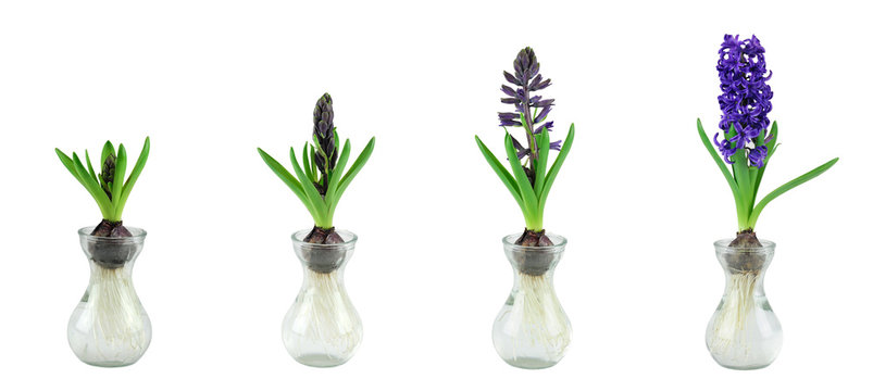 Purple hyacinth growth stage isolated on white background