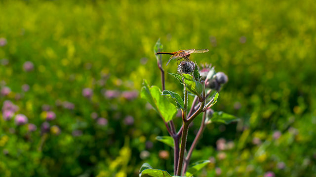 dragonfly sits on the grass with a green back-up. insect devil's darning-needle sitting on a burdock in the field